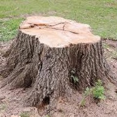 treekiller-6  Artex Scar vs PressureWorks