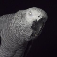 TrapBow Free Instrumental - 💪 Cotorra 1000 ❌ 1000 💪 (Uso Libre) Prod❌Francis Beats