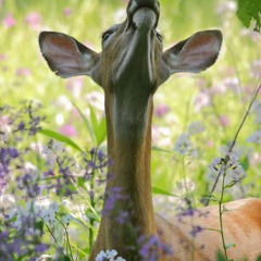 Jaw, Neck & Shoulders.m4a