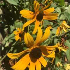 Wildflowers