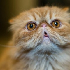 shadows (prod. FIFTY GRAND)