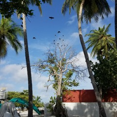 Nookandaa fehi jazeeraa
