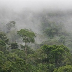 عندك خبر: ما لا تعرفه عن غابات الأمازون أشجار من الديناميت ونهر تحت النهر الكبير