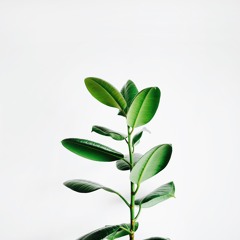 A New Life