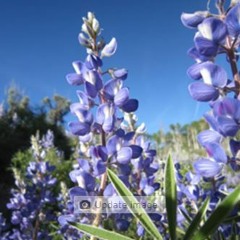 KBUT Bloom Blast Week Of July 16 2018 - Chiming Bells