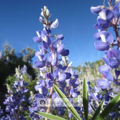 KBUT Bloom Blast Week Of July 16 2018 - Chiming Bells