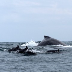 Spotted Dolphins and Humpback Whale - Drake Bay, Costa Rica - 8-11-18