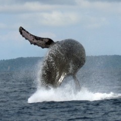 Humpback Whale Song - Drake Bay, Costa Rica - 8-13-18