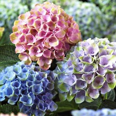 Hydrangea