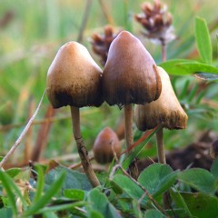 Psychocybin