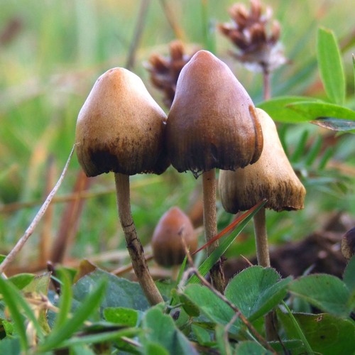 Psychocybin