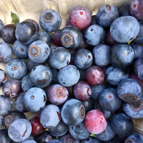 Brilliant Blueberries