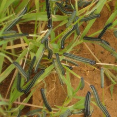 Combating invasive Armyworm with education for farmers and machine learning