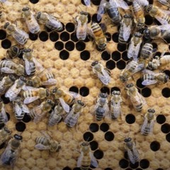 Honeybees Demonstrate Social Influencer Behavior