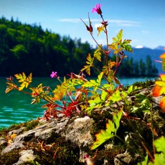 Sunny Days