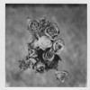 Sandras Rose Mp3