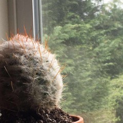 Whatcha Say- Jason Derulo (ringtone)