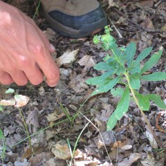 Jamais peureux.ses - séjour Petits Débrouillards - captation improvisée