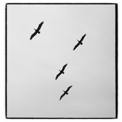 Birds In Flight