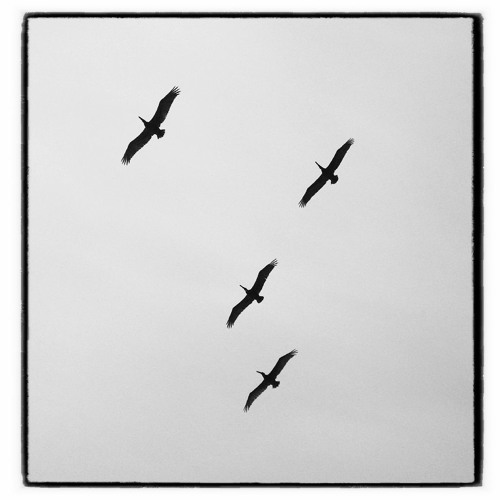 Birds In Flight