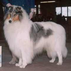 doG 01