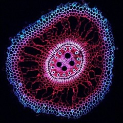 E12 - Synthesizing Our Genetic Future, with Andrew Hessel