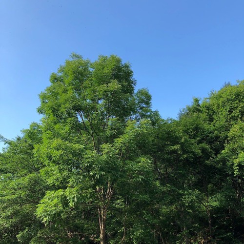 나무.