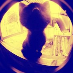 Discocomplete - Mundano