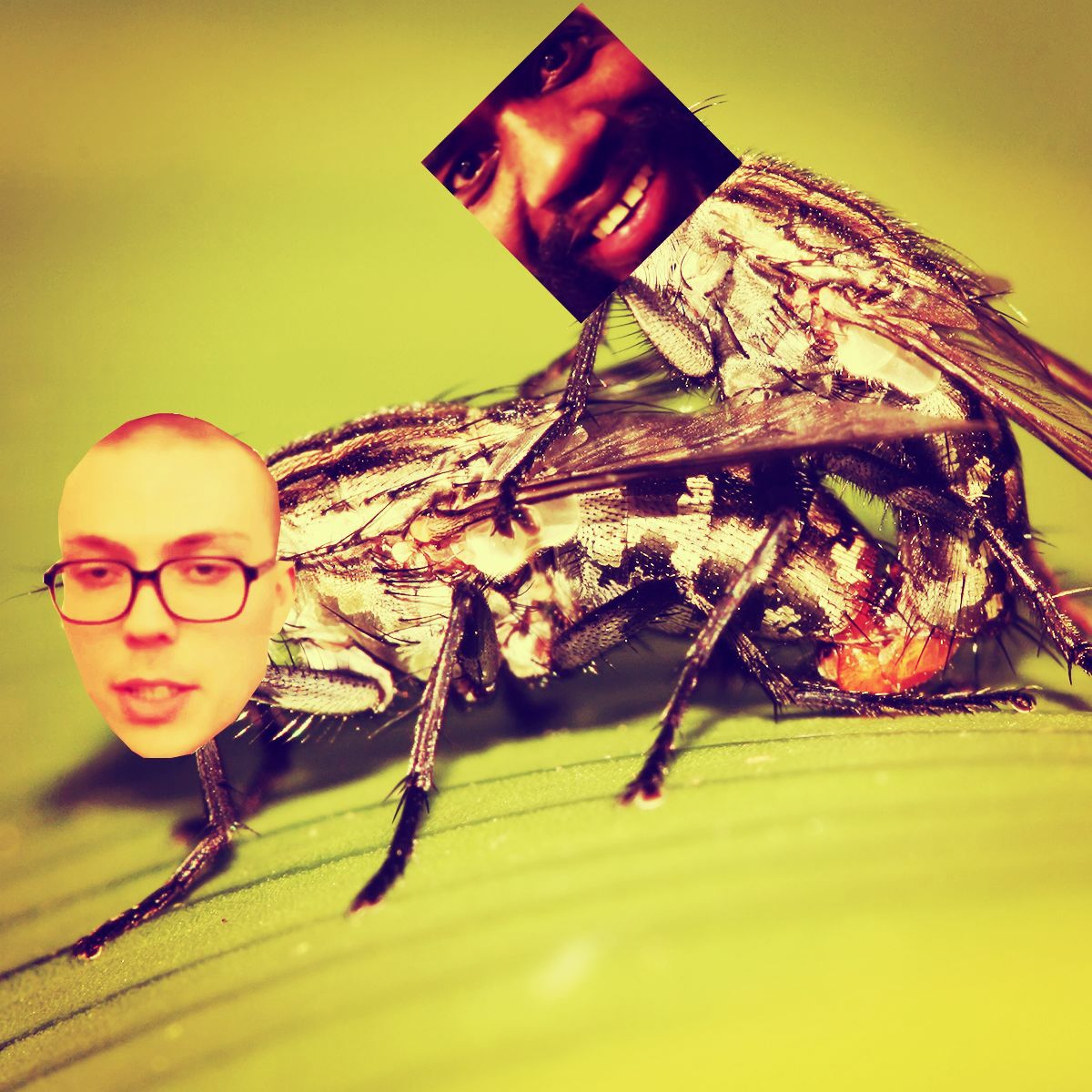 Death Grips - Flies (deejay GROGNACC Remix) [FREE DOWNLOAD] episode artwork