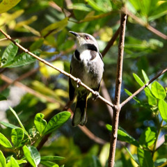 Crescent Honeyeater (Phylidonyris pyrrhopterus)