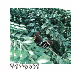 mariposa