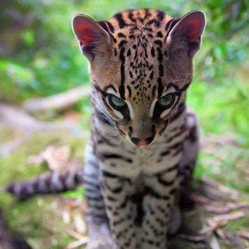 Ultra-Terrestrial Bass Mix