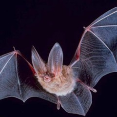 🦇  SUPER 🦇GLOO  🦇 DEVILDRIPPPPYY