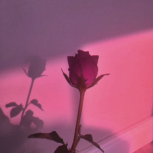 Rachael Starr vs Loneliness - To Forever [ svd.vcid Mashup ]