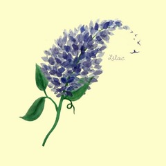 Lilac