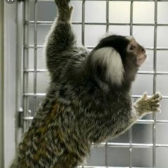 Moonlight  at Atlanta