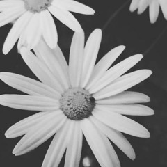 Wonderful Daisy
