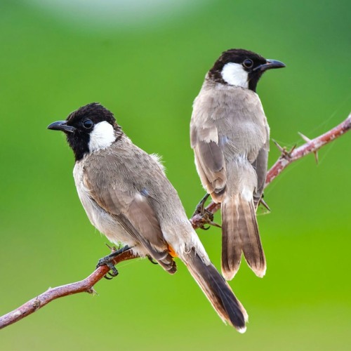 صَوْتُ صَفِير البُلْبُل (قَصِيدَة الأَصْمَعِي) - إسْمَاعِيل تَمر