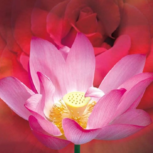 Stream Red Lotus Prayer紅蓮花的祝禱 Tibetan Bowl西藏頌缽的祝禱聲by Yangjinma Chang Listen Online For Free On Soundcloud