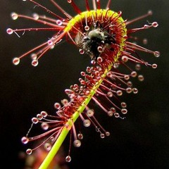 Ombres - A Nos Morte ( Record ButchaBass )