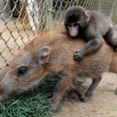 baby monkey going backwards on a pig (cover)