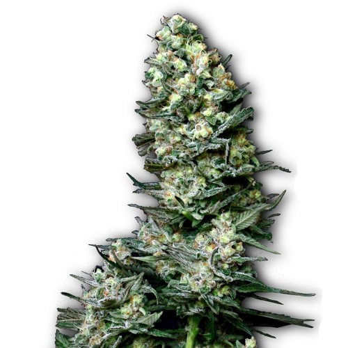 FG DUBZ - LAZER (FREE DL)