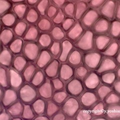 Hilakihimi (futuring Sasha) - Losing Control /demo