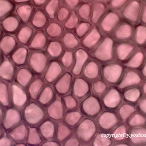 Hilakihimi (futuring Sasha) - Losing Control /demo