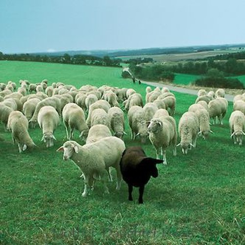 Паршивая стадо портит. Паршивая овца в стаде. Черная овца в стаде белых. Паршивая овца в коллективе.