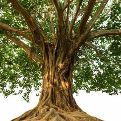 The Bodhi Tree