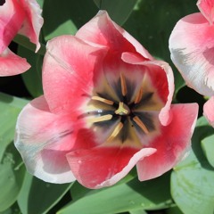 Wonderland - Alice in Wonderland inspired Music Loop