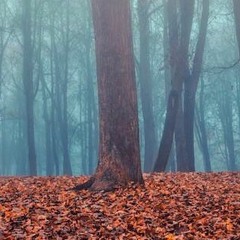 aUTUMN gROUND