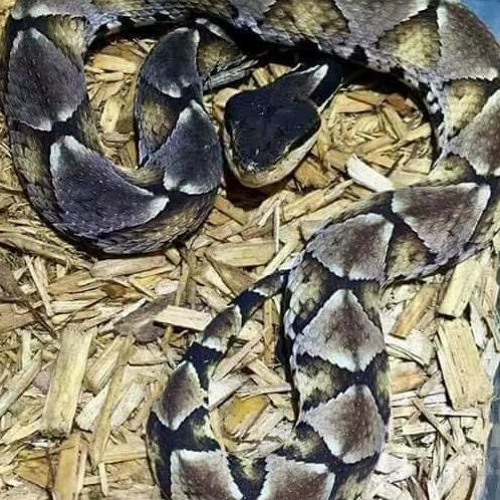 $uicideBoy$ Kill Yourself Part IV (EXTENDED)