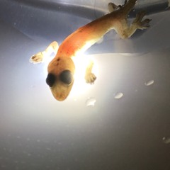 Move Above Their Low